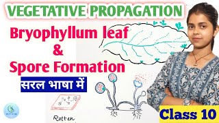 Vegetative Propagation in plants class 10 Spore formation class 10  Bryophyllum plant reproduction [upl. by Hole]