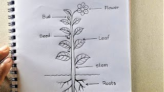 Draw a different parts of a plant Tree  Parts of Tree [upl. by Danieu]