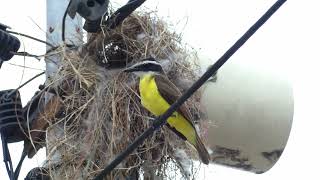 Great Kiskadee Pitangus sulphuratus sulphuratus singingcalling next to its nest French Guiana [upl. by Anaugal]