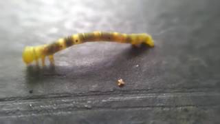 Caterpillars Dancing how they move crawl insect macro video [upl. by Novikoff]