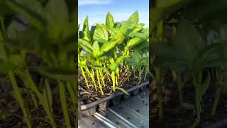 chili growing model chili amazingfarmer farming amazingfarm agriculture farmer farmlife [upl. by Arvie]