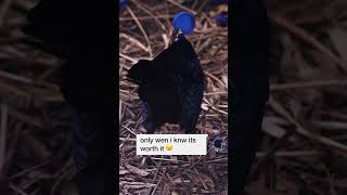 Bowerbird mating ritual birds funny shorts [upl. by Clary]