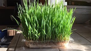 How to Grow WheatGrass Without Soil in 12 Days  Daisy Creek Farms [upl. by Eirlav]