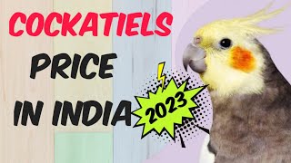 Cockatiels Price 2023  cockatiel bird price in india 2023 [upl. by Nylssej351]