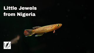 Aphyosemion calliurum  Stunning African Killifish [upl. by Enitsua]