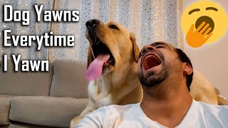 My Dog Yawns Every Time I Yawn  Part 4  Funny Dog Video [upl. by Johppa]