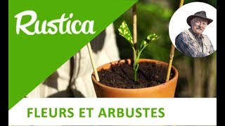 Comment bouturer aucuba [upl. by Ariada]