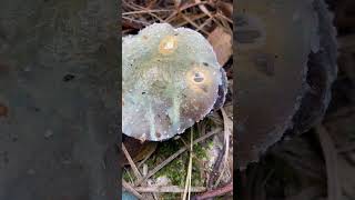 Строфарія синьозелена  Stropharia aeruginosa  ліс гриби nature fungi [upl. by Radmen745]