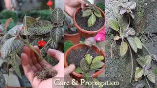 Episcia Cupreata Plants Care Tips And Propagation [upl. by Jacklin871]