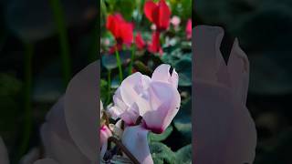 cyclamen plant  winter flower  garden  gardening flowers [upl. by Vivle]