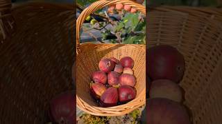 Fig Fruit Picking From Roof Garden ♥️ shorts youtubeshorts fruit [upl. by Enorel]