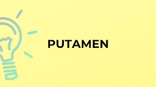 What is the meaning of the word PUTAMEN [upl. by Prudhoe]