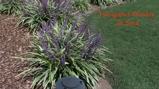 MONKEY GRASS awesome Fall Plant with Purple flowers [upl. by Mohkos866]