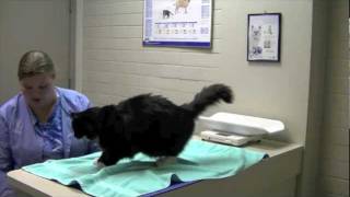 Teaching a Cat to Accept Injections [upl. by Adnauqaj]