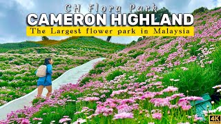 Cameron Highlands Flora Park  The Most Beautiful Flower Garden in Malaysia [upl. by Naillimixam]