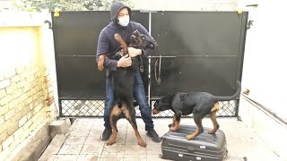 Rottweiler dogs meet owner after a long time Dog welcoming owner [upl. by Enrica]