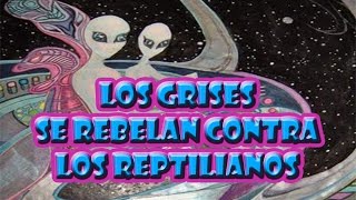 LOS GRISES SE REBELAN CONTRA LOS REPTILIANOS [upl. by Crescen164]