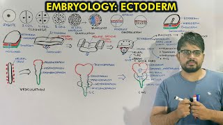 Neurulation and Organogenesis from Ectoderm  Embryology of Ectoderm [upl. by Nosnah]