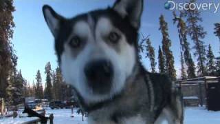 Iditarod Alaskan Husky [upl. by Aihsenod]