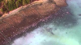 Salish Sea Herring Spawn [upl. by Ainat702]