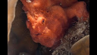 Orange Giant Frogfish [upl. by Aloysius584]