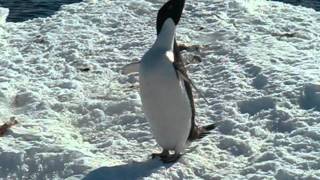 Adelie penguin not cleared for takeoffwmv [upl. by Seabury]