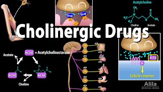 Cholinergic Drugs  Pharmacology Animation [upl. by Lean]