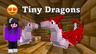 Dragons Biomes Teeny Tiny MUSHROOM DRAGONS [upl. by Avehs]