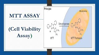 MTT ASSAY Cell Viability Assay [upl. by Leynwad609]