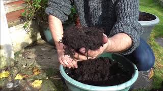 Overwintering Begonia Corms gardening gardeninguk containergardening homesteading begonias [upl. by Keeler202]