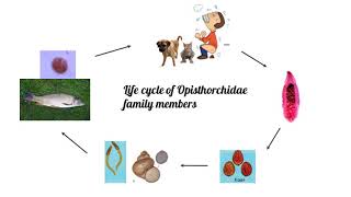 Opisthorchidae Clonorchis sinensis Veterinary Helminthology [upl. by Nottus429]