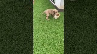 තරහයි😡🥹😁😟fypシ americanbully funnyvideos doglover srilankan [upl. by Joycelin506]