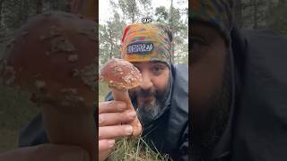 Una seta tóxica y comestible SI La Amanita rubescens o Amanita vinosa fyp shorts [upl. by Eivets]