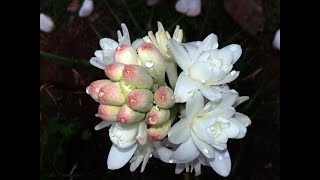 Amazing and Most Beautiful Tuberose Flowers  Polianthes  Rajnigandha Flowers [upl. by Hedda]