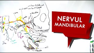 N Trigemen  Nervul MANDIBULAR [upl. by Joyann]