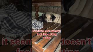 What happen to her 🤔 Eva The Bullmastiff  bullmastiffdog bullmastiff dogshorts shortvideo [upl. by Analak]