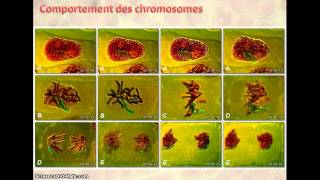 Mitose et reproduction conforme [upl. by Arahk]