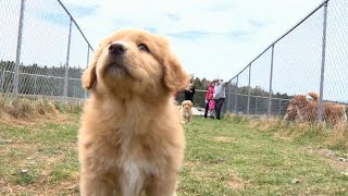 Meet Nova Scotias canine ambassador the Duck Toller [upl. by Beatriz571]