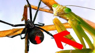 Deadly Spider Vs Giant Praying Mantis Part 2 Educational Spider Study [upl. by Lekar]