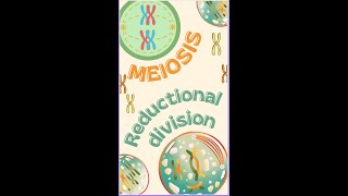 Meiosis in 60 seconds  Reductional Division  Quick Overview meiosis cell ytshorts trending [upl. by Ateinotna]