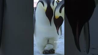 How Penguins Survive Harsh Winters to Protect Their Eggs PenguinFacts Wildlife animalscience [upl. by Ailed]