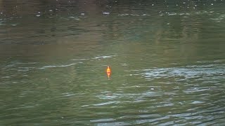 Winter Steelhead BOBBER DOWNS January 2019 [upl. by Notserc]