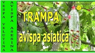 TRAMPA PARA AVISPA ASIATICA [upl. by Chrystal]