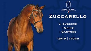 Holsteiner Verbandshengste 2023  Zuccarello [upl. by Aneba]