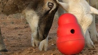 Sheep play too Sheep vs Kong Wobbler [upl. by Sacrod721]