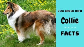 Collie dog breed All breed characteristics and facts about Collie dogs [upl. by Notfol73]