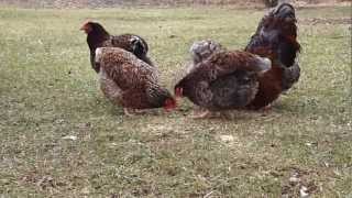 Blue Laced Red Wyandotte Chickens [upl. by Aniez]