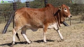 Denga Boran proudly presents DE 21 839 at the Primigravida Heifer Auction [upl. by Lenahtan932]