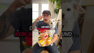 Was ist die BESTE Konsole nintendo playstation xbox hund vlog [upl. by Wester]