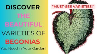 🌸Discover the Beautiful Varieties of Begonias You Need in Your Gardenquot [upl. by Sayres385]